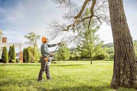 Best Tree Risk Assessment  in Haskell, TX