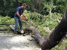 Best Utility Line Clearance  in Haskell, TX