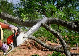 Best Lawn Disease Treatment  in Haskell, TX