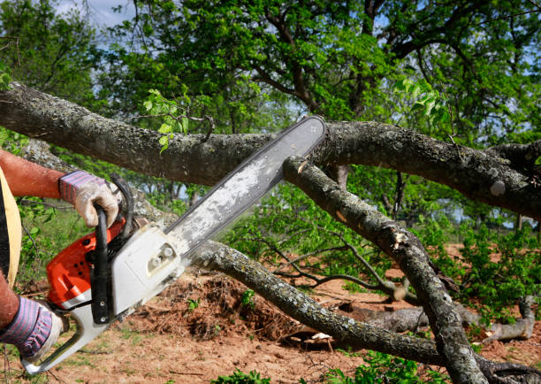 How Our Tree Care Process Works  in  Haskell, TX